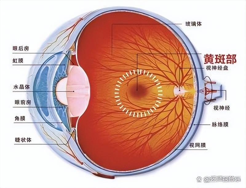 了解眼睛的结构和功能，可能比熟悉眼妆更重要